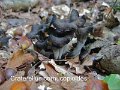 Craterellus cornucopioides-amf1900